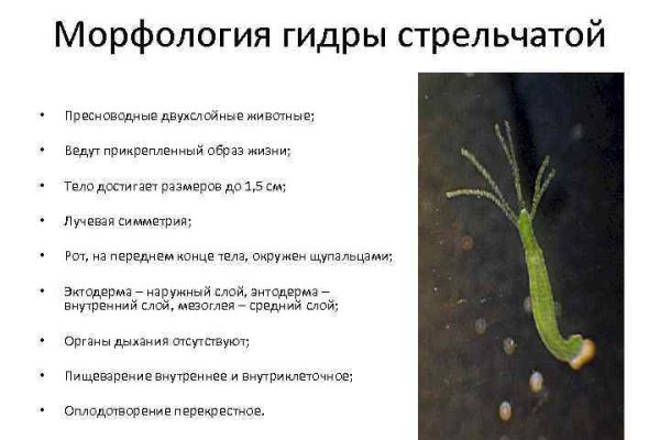 Кракен ссылка орион