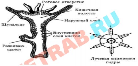 Кракен сайт ссылка kraken dark link